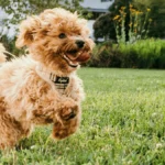 Happy dog running on a clean lawn after pet waste removal in Charlotte NC and Fort Mill SC by The Scoop Force