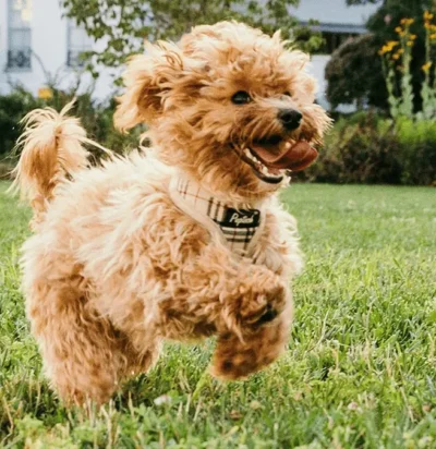 Happy dog running on a clean lawn after pet waste removal in Charlotte NC and Fort Mill SC by The Scoop Force