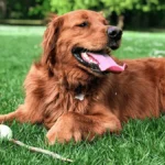 Friendly dog relaxing on a clean green lawn after pet waste removal service in Charlotte, NC.