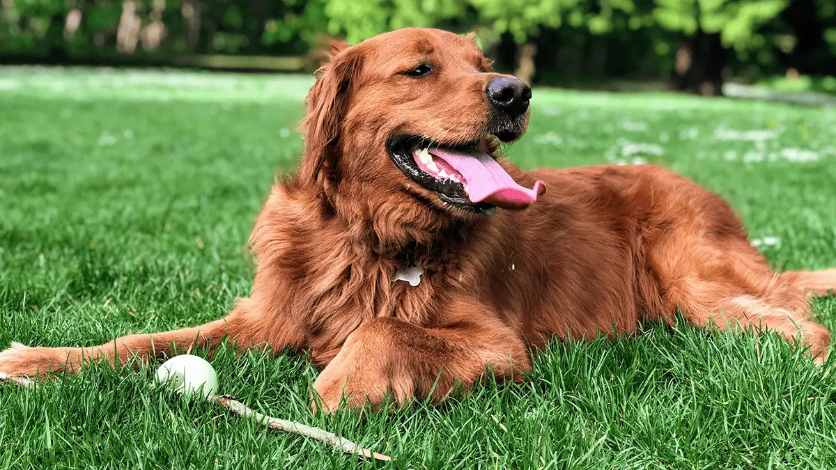 Friendly dog relaxing on a clean green lawn after pet waste removal service in Charlotte, NC.